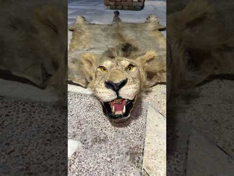 Simba is back🥹💔but he’s no more🥹💔💔#sad #broken #petlover #animals #lion #tiger #wildlife #pets