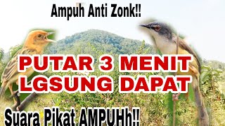 Download lagu Anti Gagal|Suara Pikat Burung Salome VS Ciblek Tebu Ribut @ObonKuy mp3 Download lagu Anti Gagal|Suara Pikat Burung Salome VS Ciblek Tebu Ribut @ObonKuy mp3