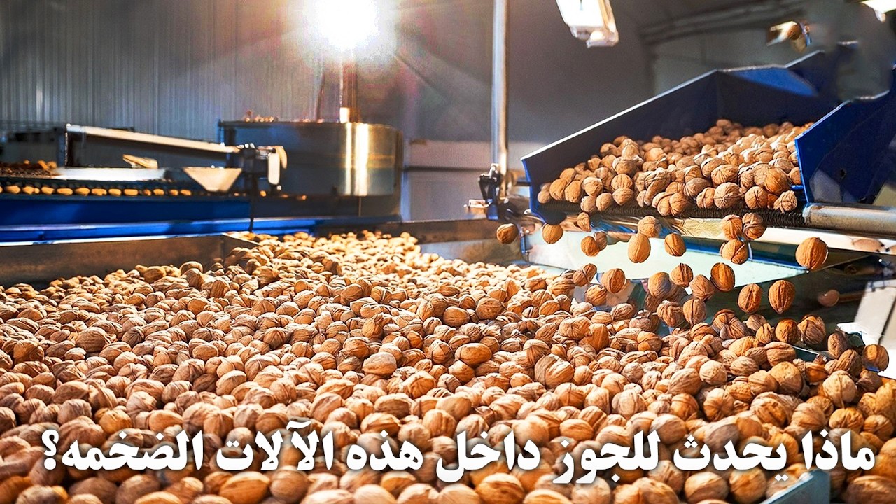 داخل مصنع الجوز… العملية التي لم ترها من قبل!