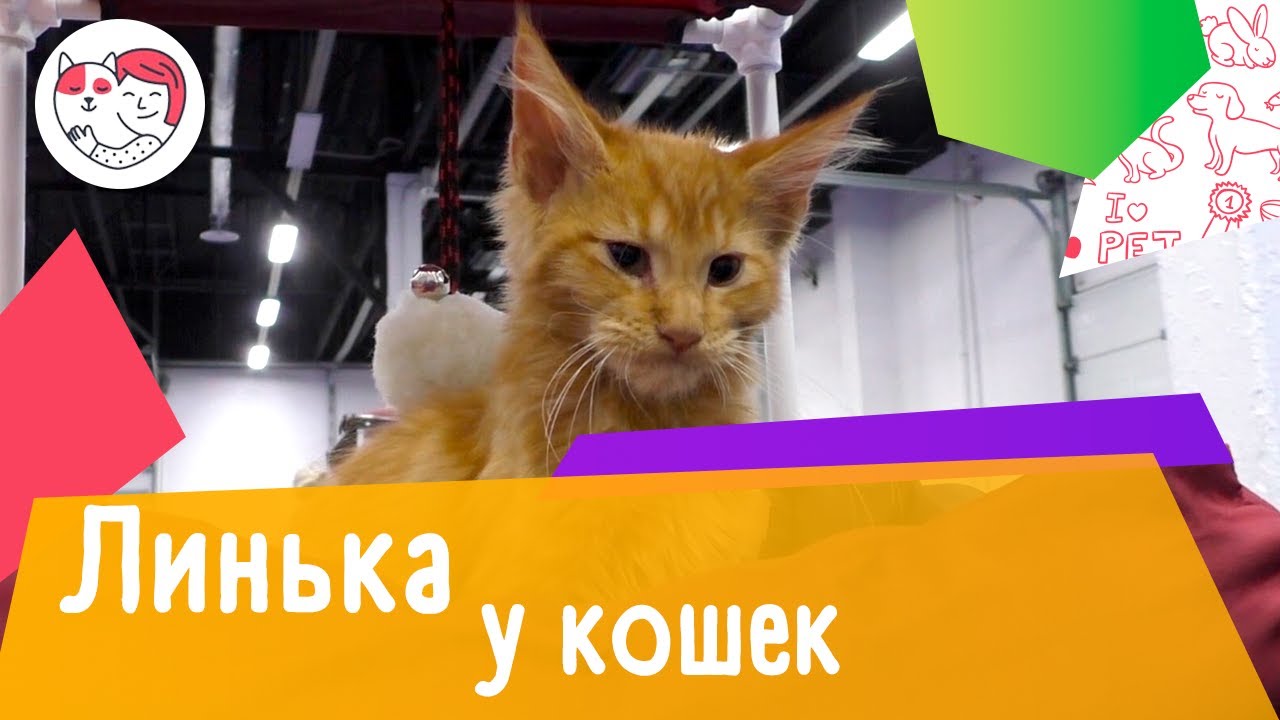 4 популярных вопроса про линьку у кошек
