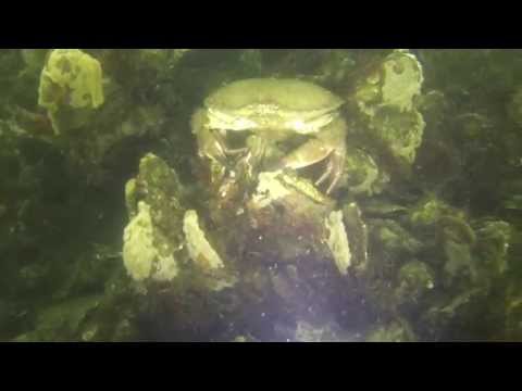 Tauchen im Grevelinger Meer