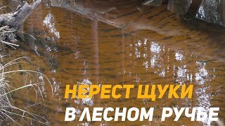 Как ловить щуку когда она идет на нересто