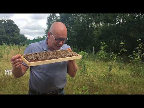 Sanftmütige Bienen aus dem Cuxland