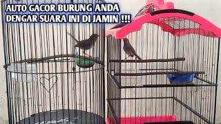 Download lagu Suara Ciblek Gunung Betina Memanggil Jantan Pikat Auto Merangsang Gacor Dor !!! mp3