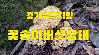 2021년 6월16일 고지대산행중 꽃송이버섯과 말굽버섯 만나고 왔습니다