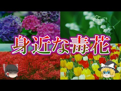 園芸 伝統と象徴が込められた花、スズラン