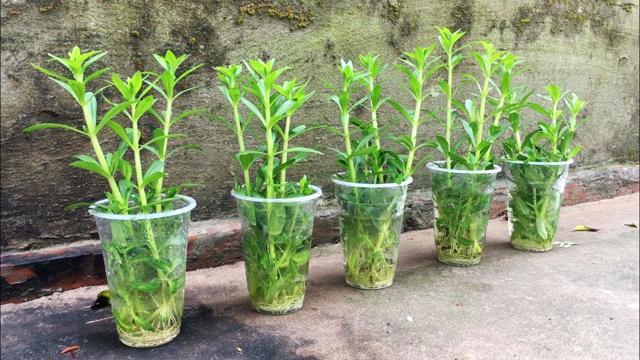 Cách Nấu Canh Rau Lang