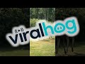 Moose Stomps on Robot Lawnmower || ViralHog