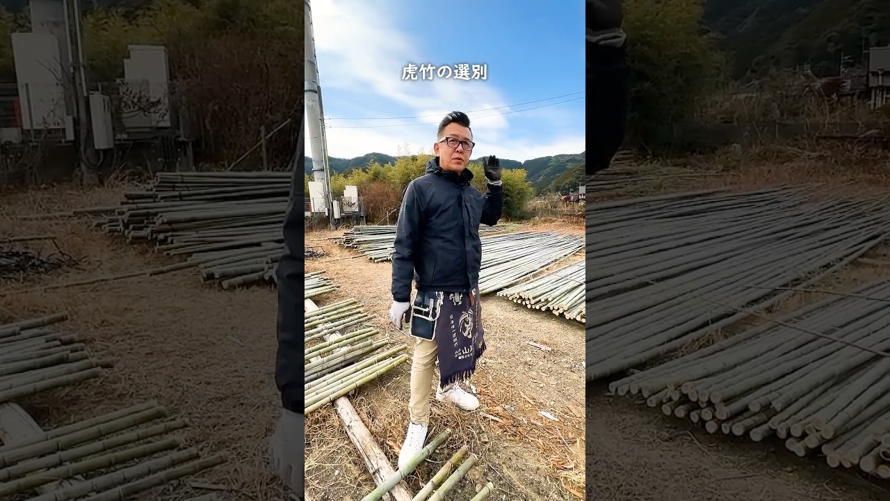 【竹虎】日本唯一の虎竹はこうして選ばれる！山頂から運ばれてきた竹の選別方法、竹のカラカラとした音はまさに冬の風物詩 Japanese bamboo work #shorts