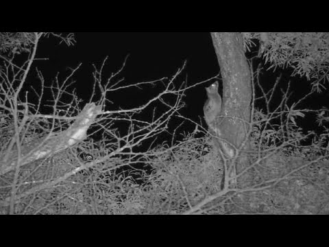 Djuma: Genet climbing tree and looks like stalking something? - 01:46 - 09/13/2023