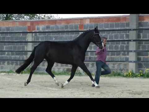 Stoiber´s Black Pearl, 3-jährige Stute von Stoiber SN - Sir Donnerhall