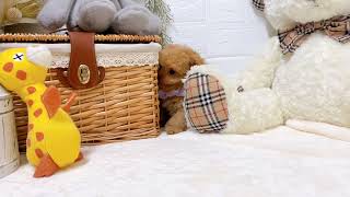 ハーフ犬の動画01