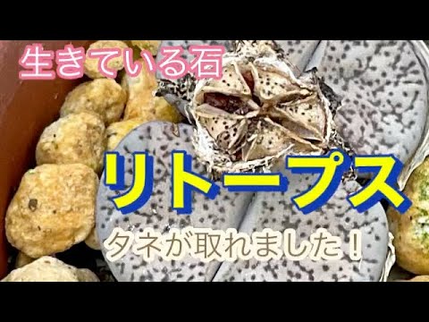 生きている石、リトープス 植物