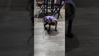 Video preview image #1 American Pit Bull Terrier-Unknown Mix Puppy For Sale in Holly Springs, NC, USA