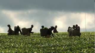 WFD 2012: Agricultural Cooperatives-Key to feeding the world