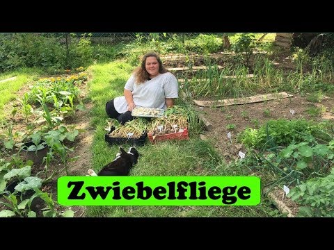 , title : 'Zwiebelfliege im Knoblauch'