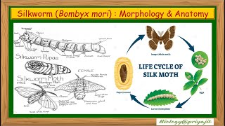 Silkworm (Bombyx mori) Morphology & Anatomy | Life Stages & Systems Ex
