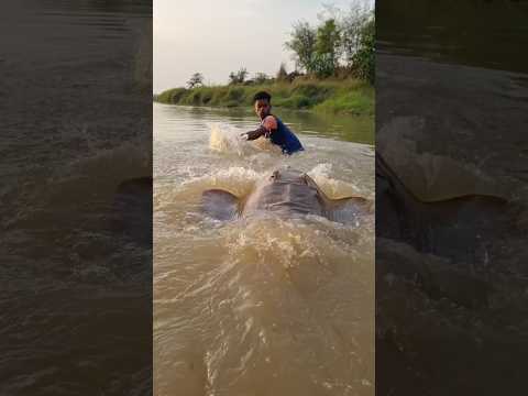wow amazing Fishing video in the river. Best fishing deep water. #fish #fishing #reel #short