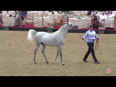 N 120 REEF AL WAAB   10th Qatar International Arabian Peninsula Horse Show 2020   3 Years Old Colts