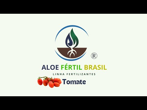 HISTÓRIA DE SUCESSO: TOMATE ESPÍRITO SANTO DO TURVO