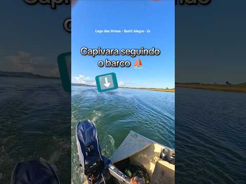 Capivara seguindo o barco ⛵ Lago das Brisas em Buriti Alegre - Goiás