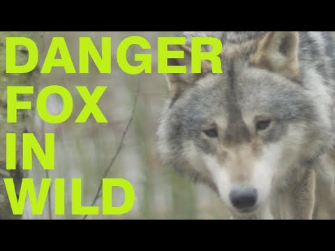 Fox The Unsung Heroes of the Arctic Animal Planet Africa