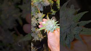 Getting the Dulce de Uva ready for chopping. @CertifiedOldGuy #video #harvesting #cannabisdaily