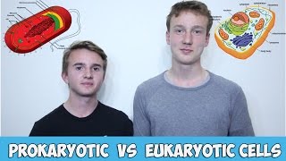 Prokaryotic vs Eukaryotic Cells - IB Biology