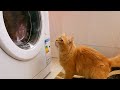 Cat Scared By Washing Machine