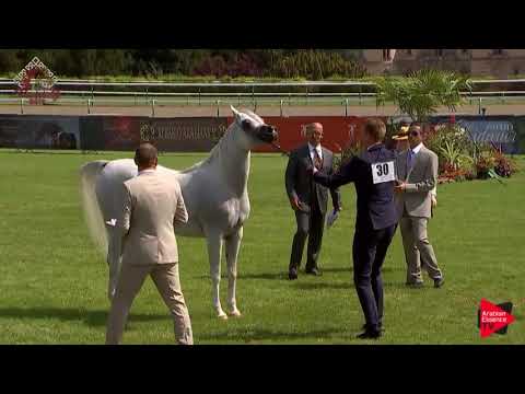 N.30 LABIBAH AA - Chantilly 2019 AHO World Cup - 4-7 Years Old Mares (Class 4)