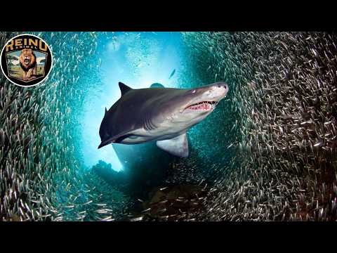 Marine Survival: The Endless Battle of Marine Animals #wildanimals | Animal Kingdom