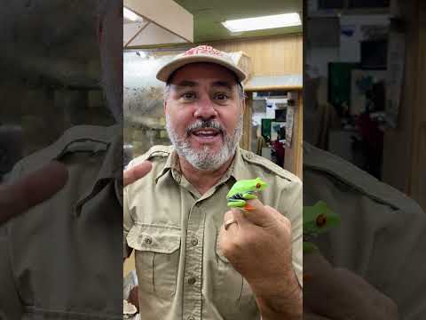 My Red Eye Tree Frog Had Babies! 🐸