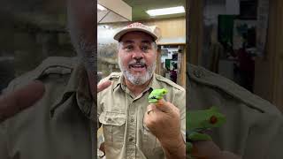 My Red Eye Tree Frog Had Babies! 🐸 by Prehistoric Pets TV