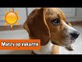 Britt en Matzy op vakantie! | DierenpraatTV