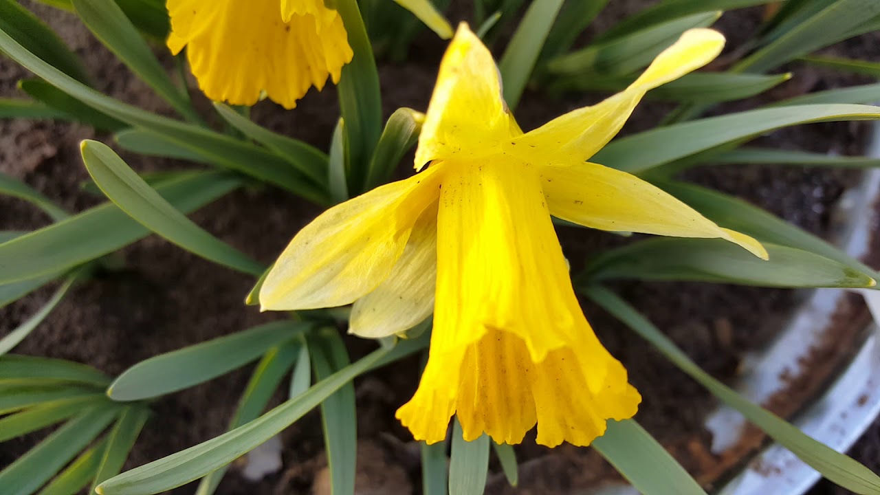 Нарцисс Спилбиндер (Narcissus Spellbinder ) .