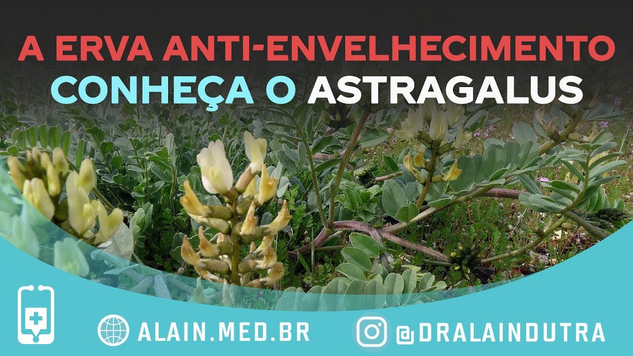 A erva anti-envelhecimento - Conheça o Astragalus