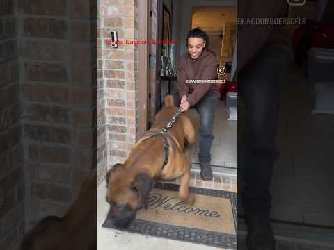 180Lbs Boerboel. Do you think you can hold a Savage? #boerboel #bigdog #guarddog #pets #doglover