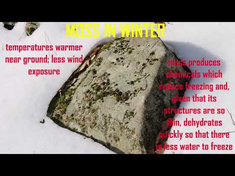 algae & moss in winter