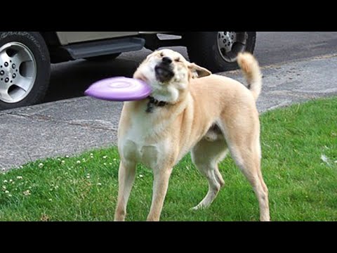 Les animaux les plus drôles et les animaux de compagnie les plus drôles