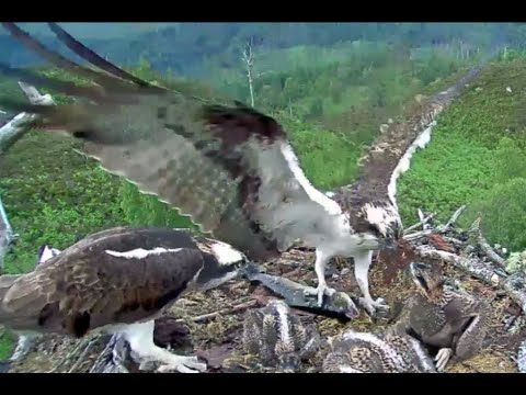 Louis is excelling today: fish number eight arrives on the Loch Arkaig Osprey nest18 Jun 2020