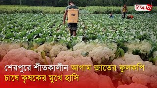 শেরপুরে শীতকালীন আগাম জাতের ফুলকপি চাষে কৃষকের মুখে হাসি