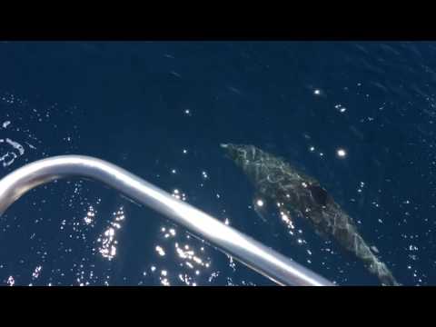 Dolphins in the Alboran Sea between Spain and Morocco