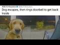 DOG MEMES