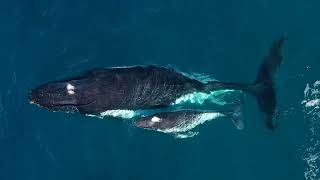 A year with whales  //  Looking back at Albany's 2024 whale season