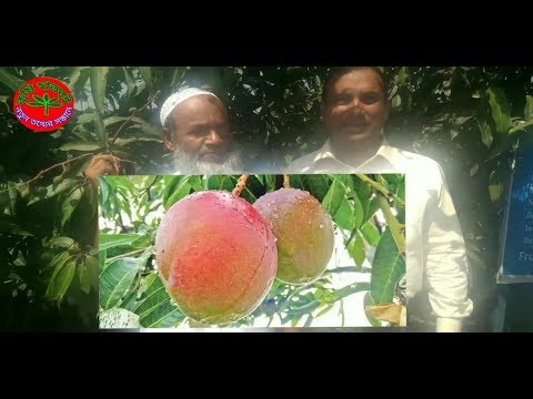 দেশের মাটিতেই হচ্ছে সৌদি রঙিন আম