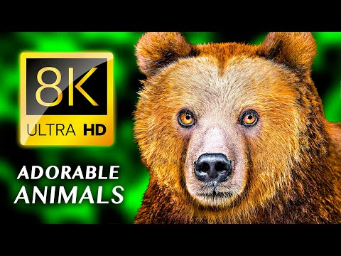 ENTZÜCKENDE TIERE 8K ULTRA HD
