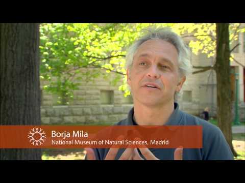 Science Today: The Dark-Eyed Junco | California Academy of Sciences