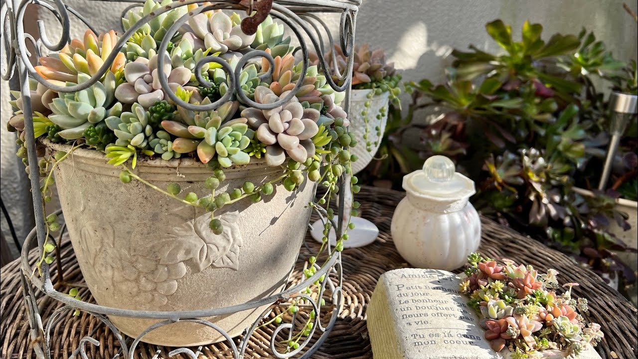 多肉植物　秋だ！多肉だ！我が家の多肉ツアー