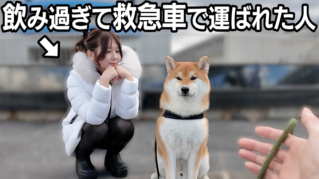 大好きなお散歩が不安すぎる柴犬こまちゃん….【お散歩体験7人目】