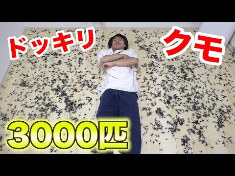 【ドッキリ】クモが３０００匹も、寝ている真横にいたらどうなる！？